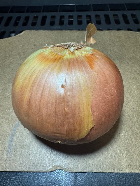 Spanish Yellow Onion- ON/ONX
