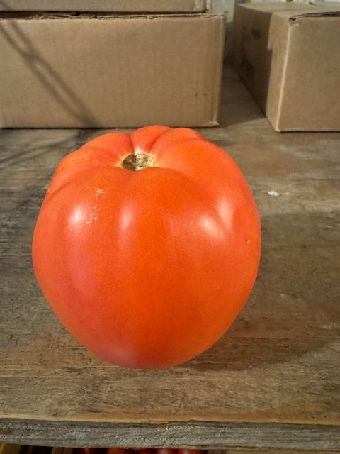 Tomatoes- TOMA/TOMAX